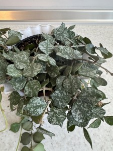 Hoya Curtisii