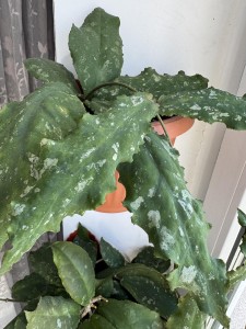 Undulata long